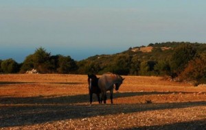Domenica 29 sui Monti di Cisternino, come sospesi tra terra cielo e mare