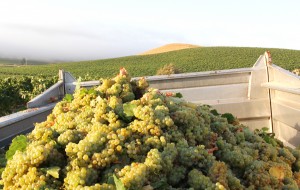 Crisi settore vitivinicolo: Agrinsieme Puglia chiede misure urgenti