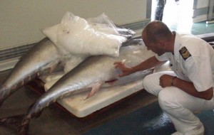 Sequestrate una tonnellata di tonno rosso e 6 quintali di orate