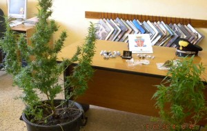 Arrestato mentre preparava marijuana e hashish