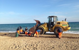 Pulizia dell’arenile dell’ex Lido ex Poste