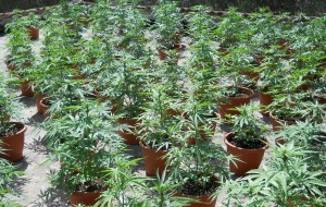Coltiva 173 piante di marijuana sul terrazzo: scoperto dall’elicottero dei Carabinieri