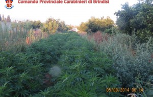 Piantagione di marijuana nelle campagne di San Pietro: nei guai un 46enne