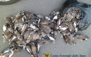 Maxisequestro di tortore selvatiche: tre denunce
