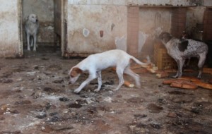 Anta chiede al Comune di Francavilla un regolamento per l’adozione dei cani randagi