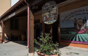 Profumi di vendemmia nella Coop. Agricola Latianese