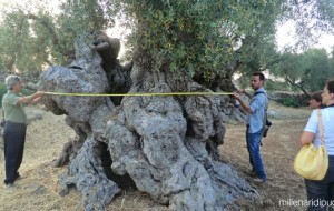 Millenari di Puglia: gli appuntamenti del prossimo weekend