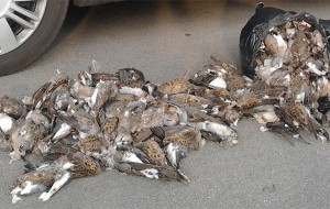 Sequestrate oltre 100 tortore selvatiche uccise: è specie a rischio di estinzione