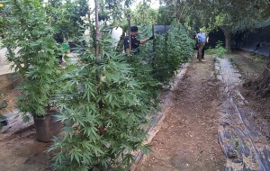 Scoperti piantagione e laboratorio di marijuana: sequestrate 242 piante e 38 Kg di droga. Nei guai un 25enne. Tutte le foto