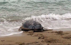 Tartarughe marine liberate: il video integrale della commovente strada verso la libertà di Morgana, Artù ed Astore