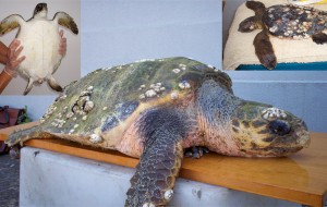 Domani tre tartarughe marine saranno liberate a Lido Hemingway