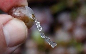 Il maltempo mette in ginocchio l’agricoltura: Coldiretti chiede lo stato di calamità