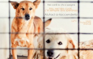 720 cani in attesa di famiglia al canile di Brindisi: li adotti chi può