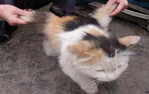 Strage di gatti avvelenati e bruciati vivi