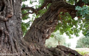 Millenari di Puglia: gli appuntamenti del prossimo weekend