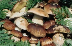 Madre e figlio intossicati da funghi: salvati al pronto soccorso dopo la consulenza del Centro di controllo micologico
