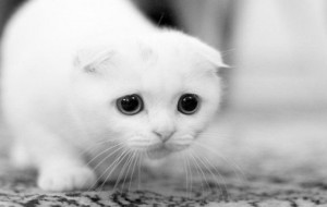 Colonie feline: il Comune di Brindisi potrà rilasciare il patentino