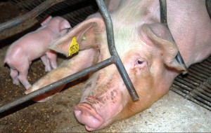 Allevamento abusivo tra i macchinari di un’azienda: sequestrati maiali e un vitello