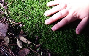Nasce un tavolo per tre educazioni: ambiente, felicita’ e decrescita