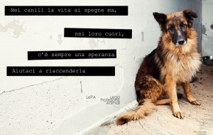 Al canile di Brindisi nessun cane è trascurato: parola di Lepa e Aidaa