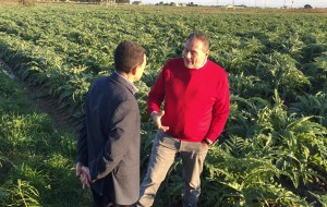 Lo chef Vissani sceglie il carciofo brindisino