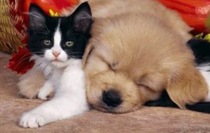Botti di capodanno: consigli antistress per Fido e Micio