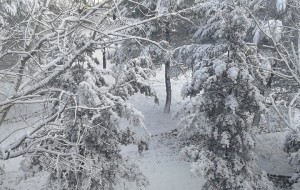 Friolo (FI): “sostenere l’agricoltura dopo i danni prodotti dalle nevicate”