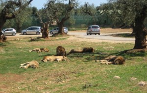 Epifania presso lo Zoosafari per il Villaggio SOS