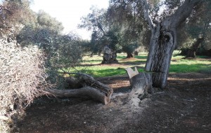 Strage di ulivi secolari per ardere la legna. Nei guai pregiudicato ostunese
