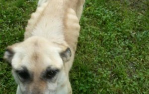 Canile comunale, centrodestra: “animali in pessimo stato di salute”