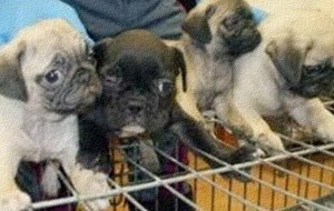 Maltrattamento e traffico illegale di cuccioli: denunciata sessantenne