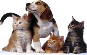 Una sede per gli animalisti di Fasano