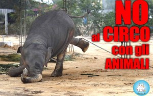 Aidaa manifesta contro il circo Togni: “animali in catene per tutta la vita”
