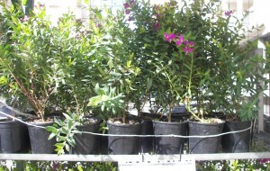 Sequestrate a Brindisi 102 piante a rischio Xylella fastidiosa