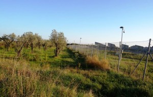 Attentato al patrimonio naturalistico tra Brindisi e Cellino: abbattuti abusivamente migliaia di alberi d’ulivo