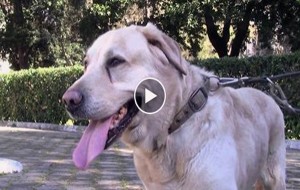 L’Amore Fedele: la commovente storia di Marino e del suo cane Pippo nel video di Teodoro Savina