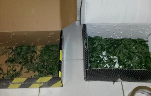 Coltivavano marijuana in una serra: arrestati padre e figlio