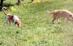 Campagna di sensibilizzazione Volontari per il Canile di Brindisi