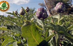 Focus in Prefettura sulle problematiche relative alla commercializzazione dei carciofi