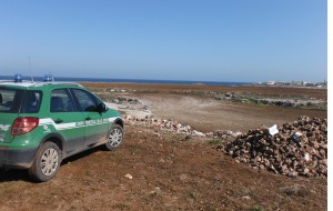 Estirpa flora protetta: denunciato imprenditore agricolo