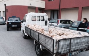 La Polizia Municipale sequestra 477 Kg. di patate senza indicazione di provenienza