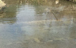 Una rete abusiva nel Cillarese per catturare le anatre