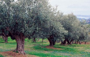 SicurAgriPuglia presenta un progetto sulla sicurezza dei lavoratori, imprenditori ed aziende agricole