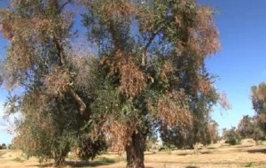 Xylella: Lavarra chiede interventi per ridurre l’avanzamento del batterio
