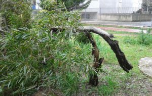 Vento e gelo imperversano sulla provincia di Brindisi… e spunta anche la prima neve