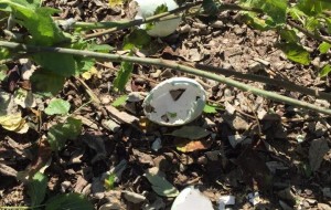 Anatra morta e uova distrutte nel Parco Cillarese (Aidaa)