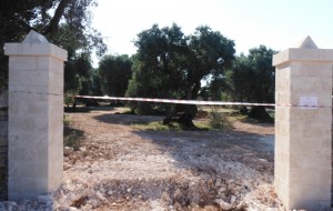Abusivismo edilizio tra gli oliveti secolari: denunciate tre persone