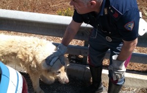Cane nel traffico della Brindisi-Bari: Polizia salva animale ed evita possibili incidenti