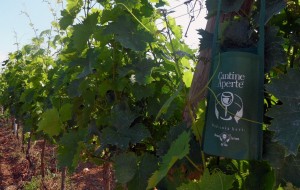 Cantine Aperte: tutti gli appuntamenti in provincia di Brindisi