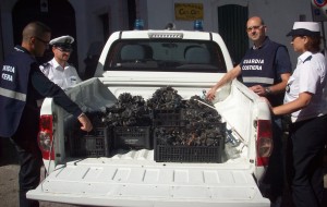 Sequestrati 200 Kg di cozze nere
